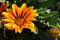 A Close-up of Velvet Queen Sunflower